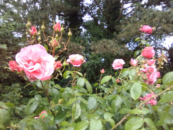 Rose