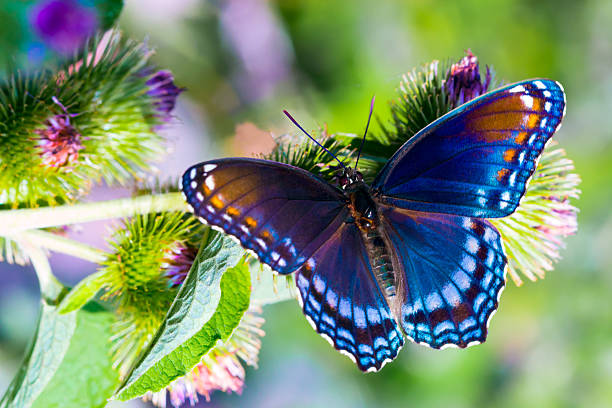 Schmetterling